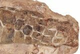 Fossil Plesiosaur Paddle - Asfla, Morocco #199979-1